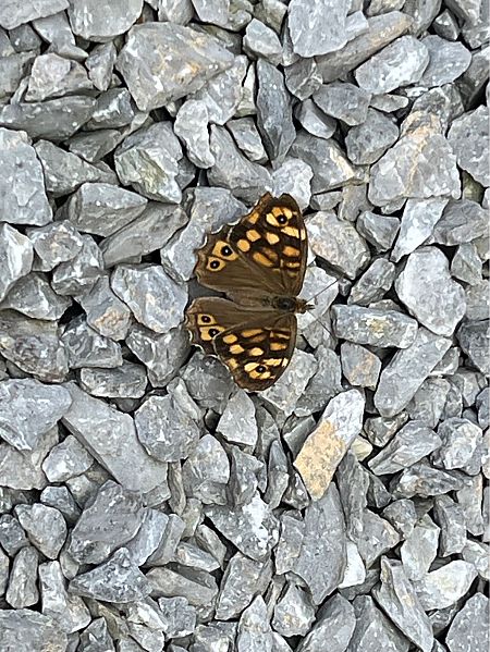Speckled Wood  - Eric Dalla Rosa