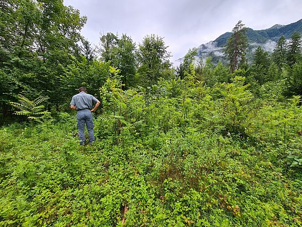 Ailanthus altissima  - Ilaria Antoniutti (FVG)