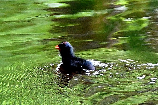 Gallinule poule-d'eau  - Michel Clavreul