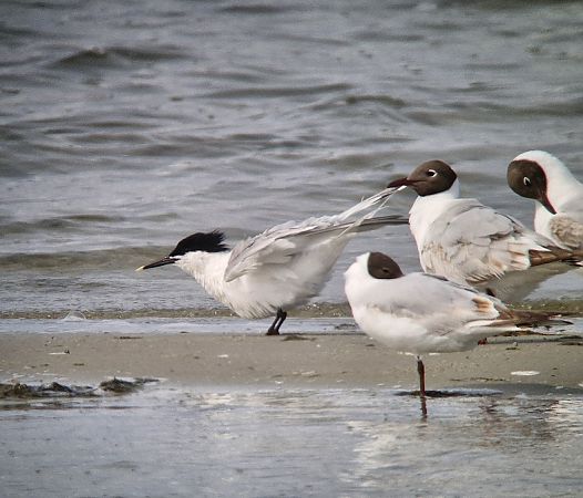 rybitwa czubata  - Tomasz Zarzycki