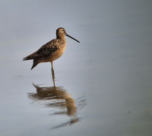 Großer Schlammläufer  - Tomasz Zarzycki