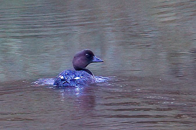 Common Goldeneye 