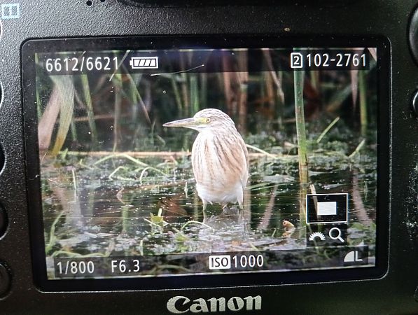 Squacco Heron  - Marcin Kuźma