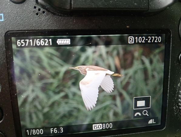 czapla modronosa  - Marcin Kuźma