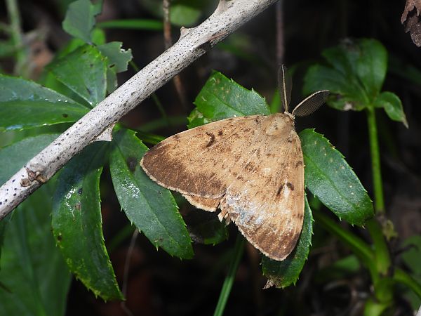 Lymantria dispar  - Mirko Tomasi