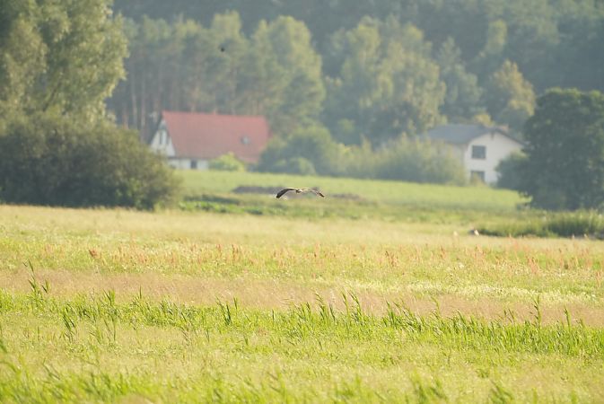 Montagu's Harrier  - Waldemar Okupniczak