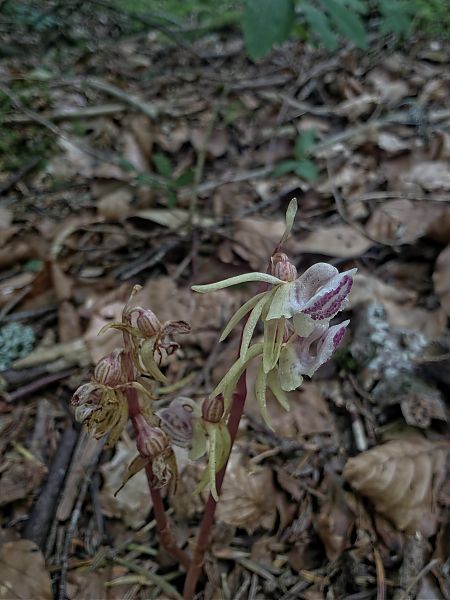 Epipogium aphyllum  - Michel Robin