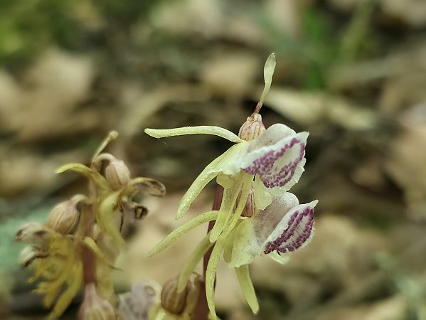 Epipogium aphyllum  - Michel Robin