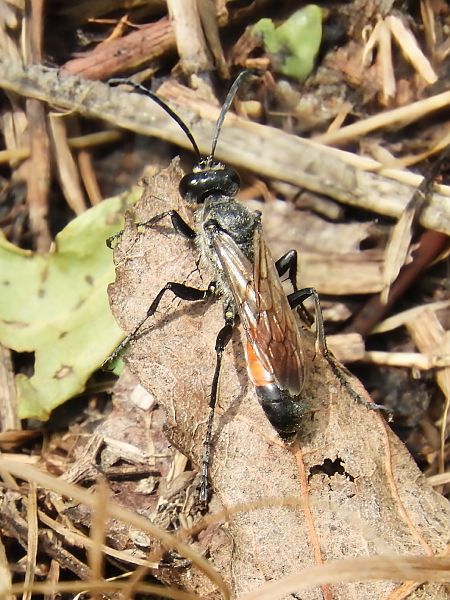 Sphex funerarius  - Massimo Tassinari