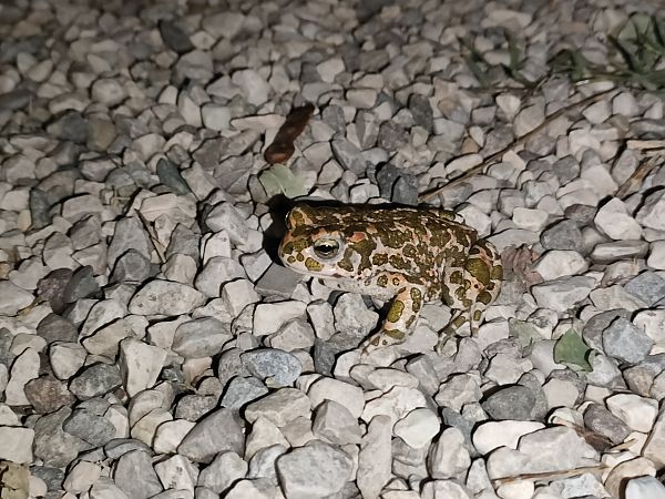 Rospo smeraldino (tutte le specie)  - Salvo Restivo