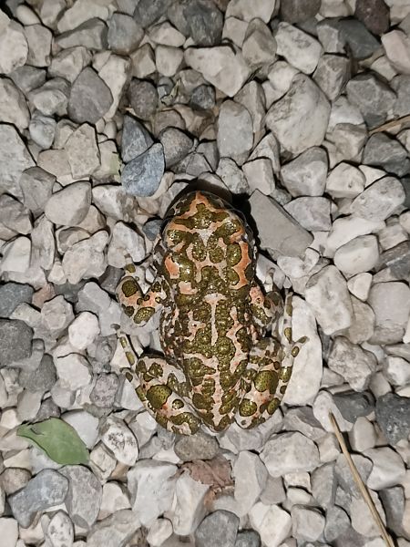 Rospo smeraldino (tutte le specie)  - Salvo Restivo