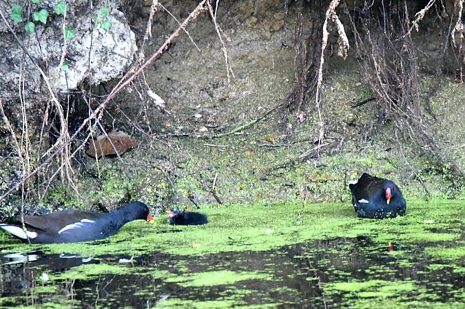 Gallinule poule-d'eau  - Michel Clavreul