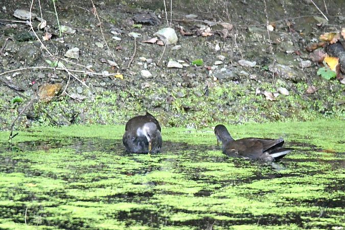 Gallinule poule-d'eau  - Michel Clavreul