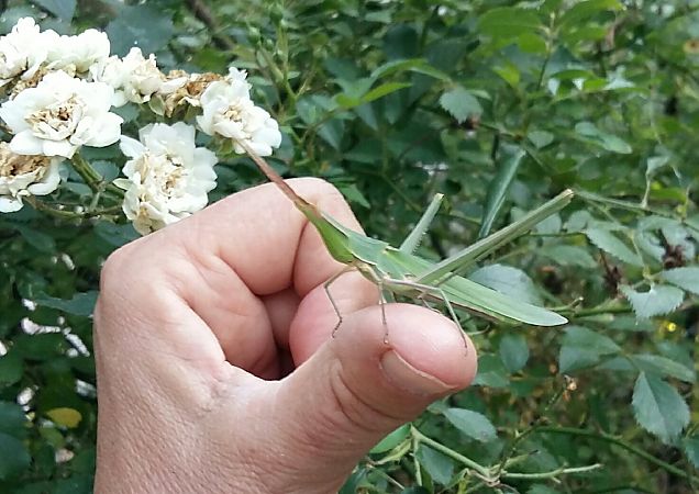 Acrida sp.  - Chiara Solari
