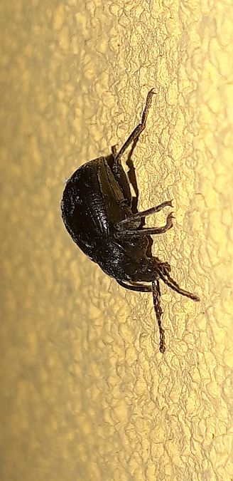 Accanthopus velikensis  - Michele Cento
