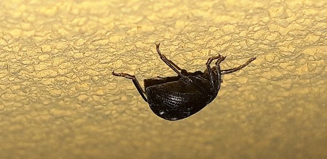 Accanthopus velikensis  - Michele Cento