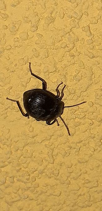 Accanthopus velikensis  - Michele Cento
