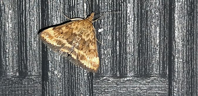 Pyrausta despicata  - Michele Cento