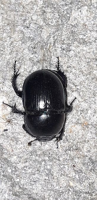 Geotrupes sp.  - Michele Cento