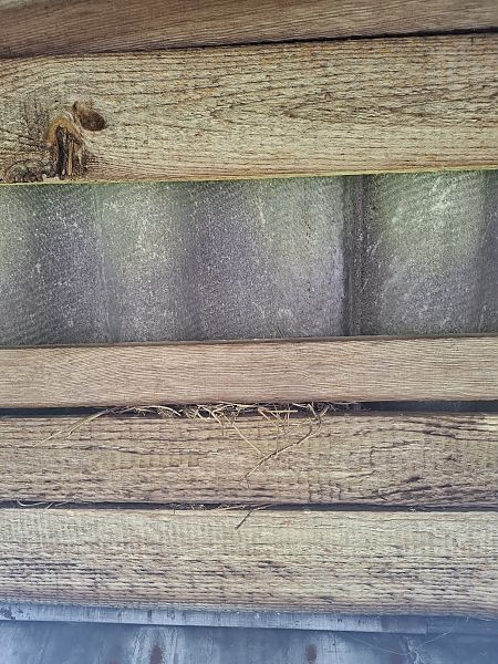 Hausrotschwanz  - Grzegorz Kaczorowski