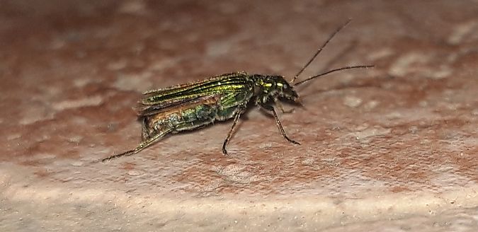 Oedemera nobilis  - Michele Cento