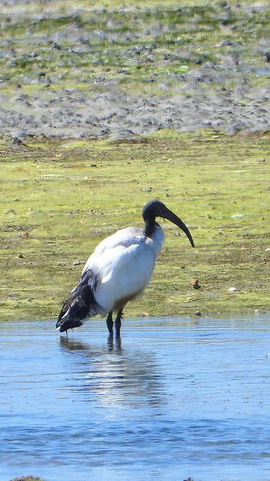 Ibis sacré  - Hendrik K.