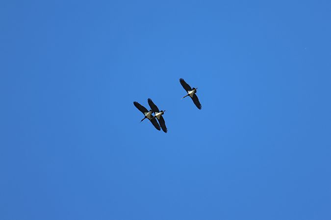 Cigogne noire  - Samuel Audinot