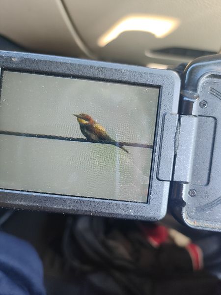 European Bee-eater  - Roman Kempa