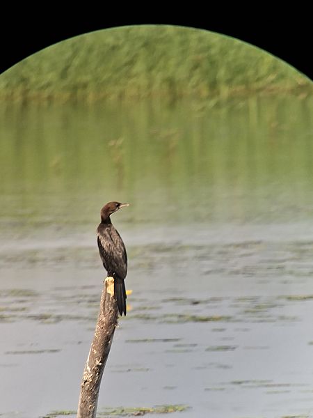 kormoran mały  - Michał Leszczyński