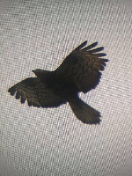 Wespenbussard  - David Mayer