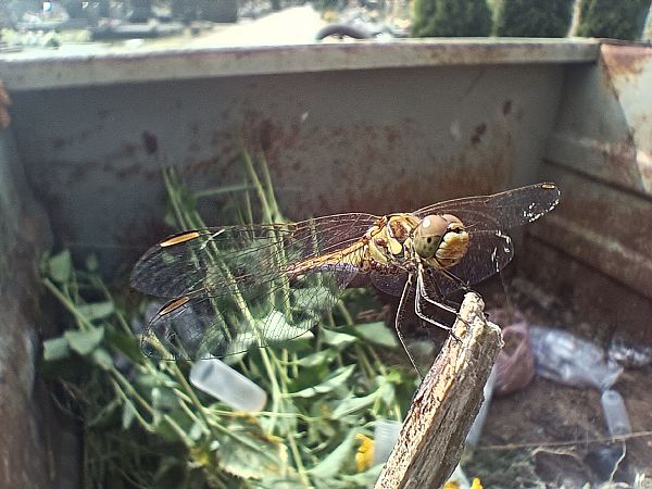 Gemeine Heidelibelle  - Michał Polakowski