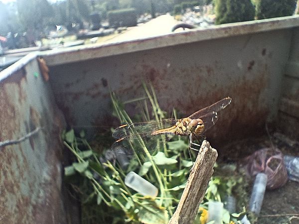 Sympétrum vulgaire  - Michał Polakowski