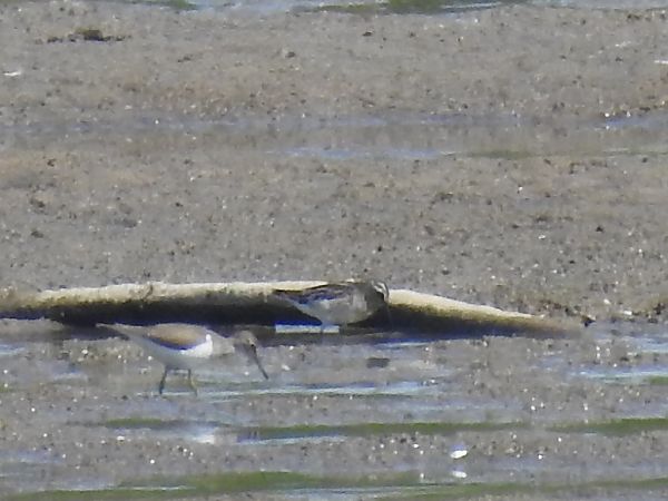 Broad-billed Sandpiper  - Michał Kowalczuk