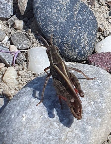 Caloptène italien  - Delphine Lacuisse
