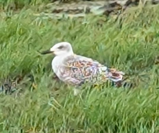 Lesser Black-backed Gull  - Andreas Scholl