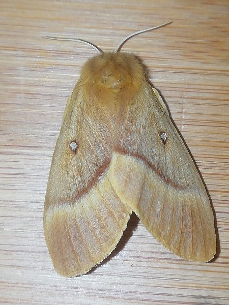 Bombyx du Chêne  - Alain Desnos
