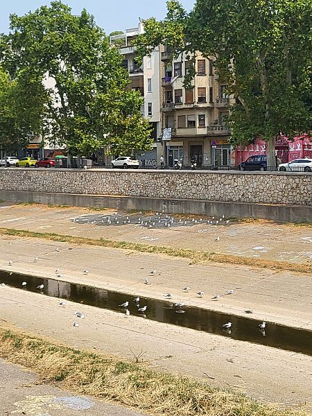 Gaviota Patiamarilla  - Josep Barbarà