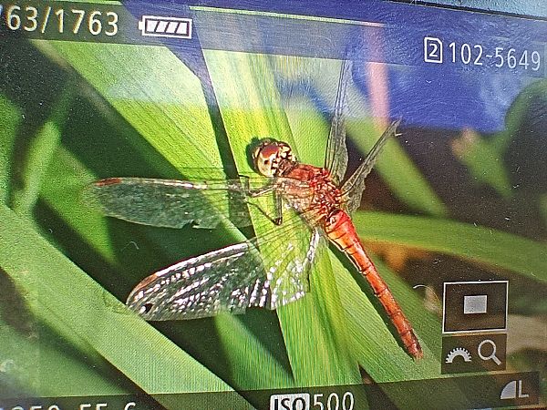 szablak zwyczajny  - Michał Polakowski