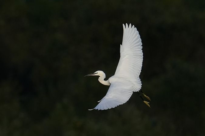 Aigrette garzette  - Jakub Bednarek