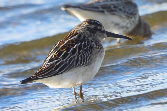 Broad-billed Sandpiper  - Tymoteusz Mazurkiewicz