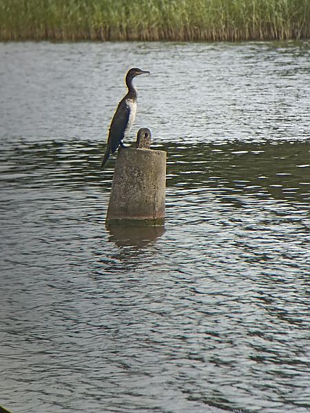 Kormoran  - Oliwier Myka