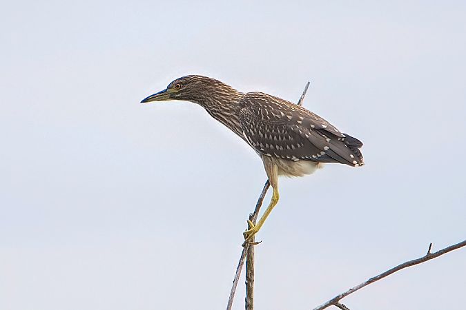 ślepowron 