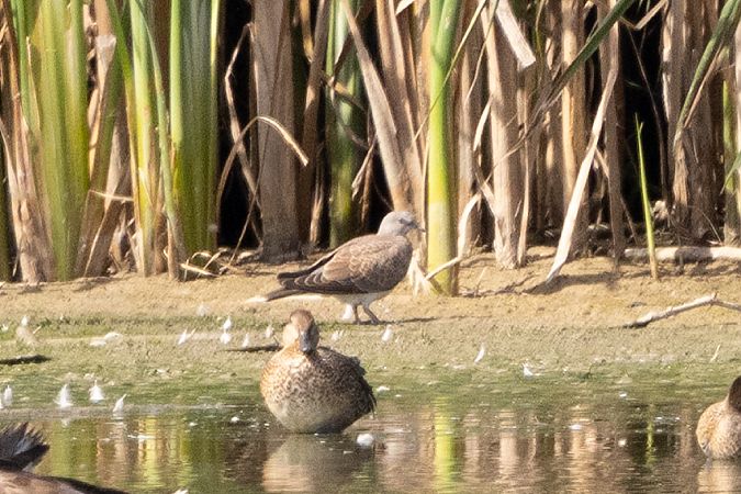 Turteltaube  - Katarzyna Szałas