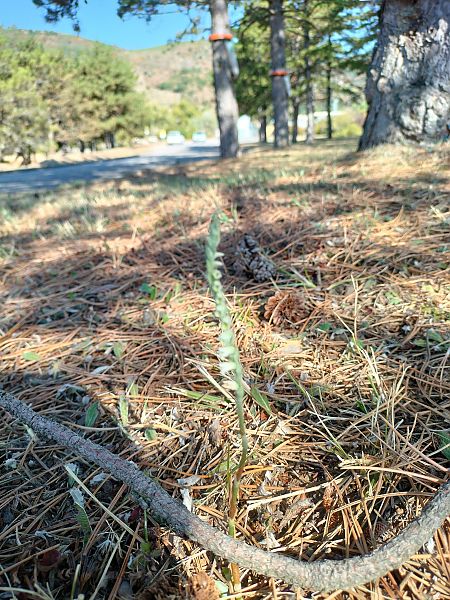 Spiranthes spiralis  - Mickael Viau