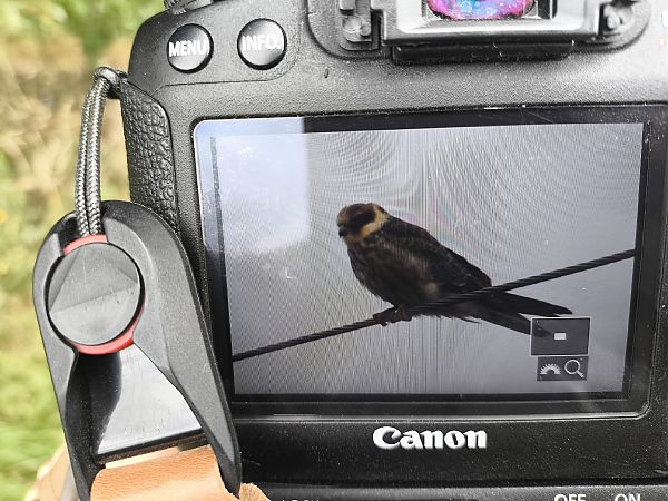Red-footed Falcon  - Bernard Stachurski