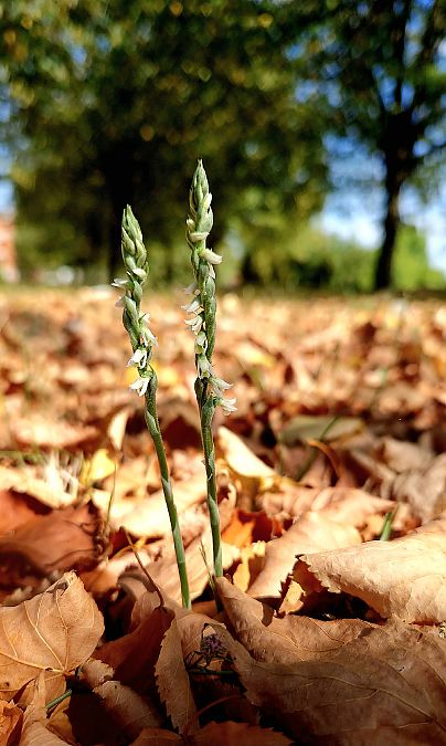 Spiranthes spiralis  - Bruno Souny