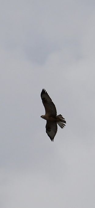 Adlerbussard  - Jakub Woźniak