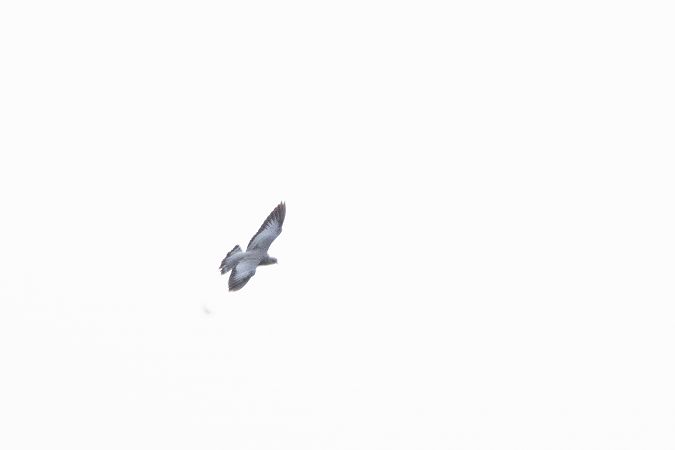 Pigeon colombin  - Katarzyna Szałas