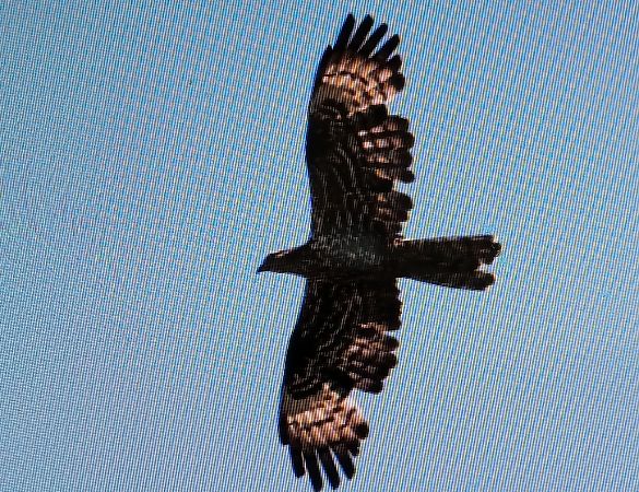 European Honey Buzzard  - Marek Betlejewicz
