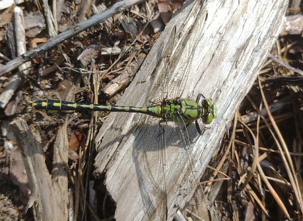 Grüne Flußjungfer  - Mariusz Zub